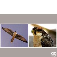 گونه لاچین Lanner Falcon
